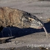 dragon_komodo_hsb_rinca_h_0798_kom2573.jpg